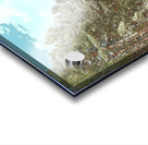 Scottish Highlands Serene Forest Pathway                                                                                                                      Acrylic print