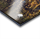 Mysterious Cypress Swamp Acrylic print