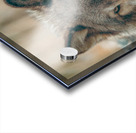 Le Loup Doux Acrylic print