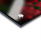 La feuille sombre Acrylic print