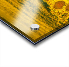 Sunflower Morning Acrylic print