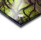 Enchanted Forest Scene Acrylic print