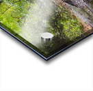 Wetland  Atmospheric Cypress Tree Roots Acrylic print