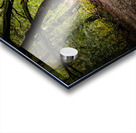 First Landing State Park Tree  Acrylic print