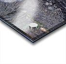 Gray Wolf resting beneath a tree Acrylic print