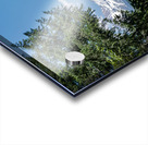 Mount Shasta framed with trees Acrylic print