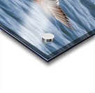 Male Gadwall wing display Acrylic print