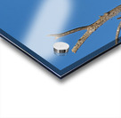 Bald Eagle Pair vocalizing to each other Acrylic print