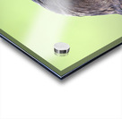 Close up profile of single American Crow Acrylic print