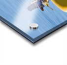 Golden crowned Kinglet Taking Off Acrylic print