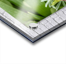 Close up of dwarf iris Acrylic print