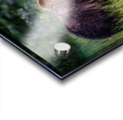 Stalking Grizzly Acrylic print