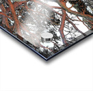 Majestic Pine by Loach Vaa                                                                                                                      Acrylic print