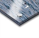 White Pelican with fish in pouch and fin showing Acrylic print