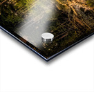 Serene Virginia Forest Swamp at Dusk Acrylic print