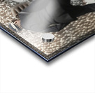 1924 Washington Senators At Bat Acrylic print