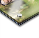 DSC 1080 Acrylic print