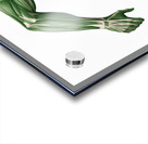 Greenback Velocity — Runner Muscular Anatomy Acrylic print