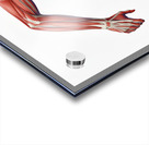 Power in Motion — Female Runner Muscular Anatomy Acrylic print