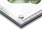 Human Muscle Anatomy in Motion –Greenback Female Energy Runner Acrylic print