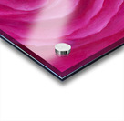 Pink rose spiral Acrylic print