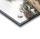 Wildebeest & Warthogs  Acrylic print