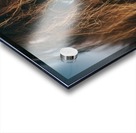 Macro Horse Eye Hi Res   A3 Acrylic print