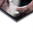 Red Beauty Hi Res   A3 Acrylic print