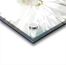 Abstract Daisy Close Up Acrylic print