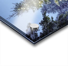 Gifts Under the Tree Acrylic print