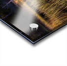 Illumination Marsh Tree at Sunset Acrylic print