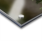 Daisy Supper Acrylic print