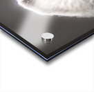 Blue Angels in Barrel Roll Formation Acrylic print