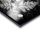 Ghost Fronds B W Acrylic print