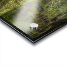 Cypress Tree Swamp Knees Acrylic print