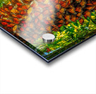 Monarchs Glad to be Home Acrylic print