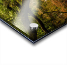 Gnarly Forest Trees Acrylic print