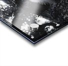 Peek-A-Boo – Panda Portrait Print Acrylic print