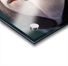 THE CONTEMPLATIVE PUFFIN Acrylic print