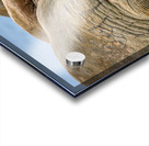 WHAT ARE YOU LOOKING AT Acrylic print