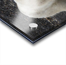 ARCTIC MAJESTY Acrylic print