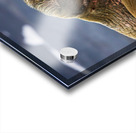 THE ARCTIC ELDER Acrylic print