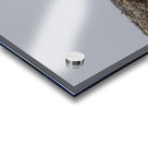 COME PLAY WITH ME Acrylic print