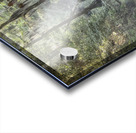 Southern Cypress Forest Acrylic print