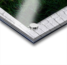 NORTH ATLANTIC PUFFIN Acrylic print