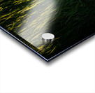 PUFFIN ON A STROLL Acrylic print