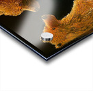 IMG 0266 grizzly bears found love Acrylic print