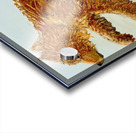 IMG 0133 grizzly cub on ice pond Acrylic print