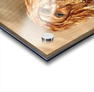 IMG 4235 orange hair mountain man  and bear Acrylic print