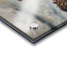 IMG 4224 Grizzly bears splashing in the water Acrylic print